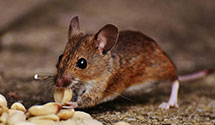 24 Hour & Emergency Exterminators in Westfield, MA